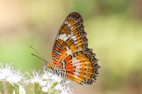 Cethosia methypsea--15- Chulabhorn 10 (565 m) - 3/02/26