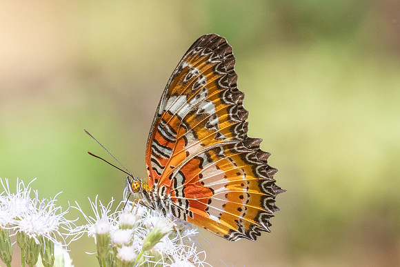 Cethosia methypsea--15- Chulabhorn 10 (565 m) - 3/02/26