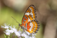Cethosia methypsea--12- Chulabhorn 10 (565 m) - 3/02/26