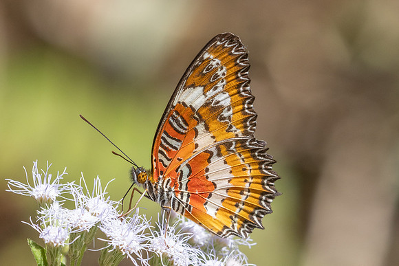Cethosia methypsea--12- Chulabhorn 10 (565 m) - 3/02/26