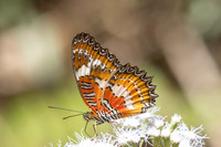 Cethosia methypsea-6323- Chulabhorn 10 (565 m) - 3/02/26