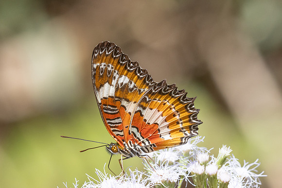 Cethosia methypsea-6323- Chulabhorn 10 (565 m) - 3/02/26
