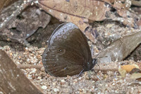 Mandarinia regalis baronesa--3 - Doi Suthep 1180m - 28/02/26
