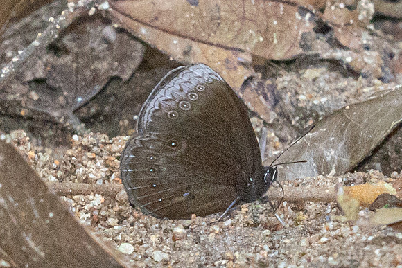 Mandarinia regalis baronesa--3 - Doi Suthep 1180m - 28/02/26