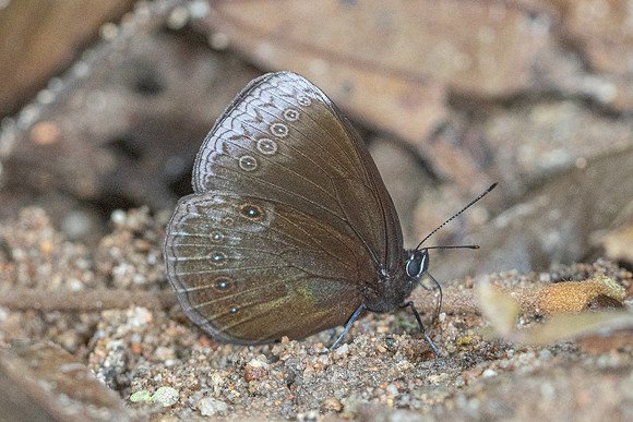Mandarinia regalis baronesa--8 - Doi Suthep 1180m - 28/02/26
