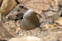 Mandarinia regalis baronesa--9 - Doi Suthep 1180m - 28/02/26