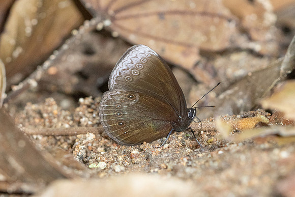 Mandarinia regalis baronesa--9 - Doi Suthep 1180m - 28/02/26