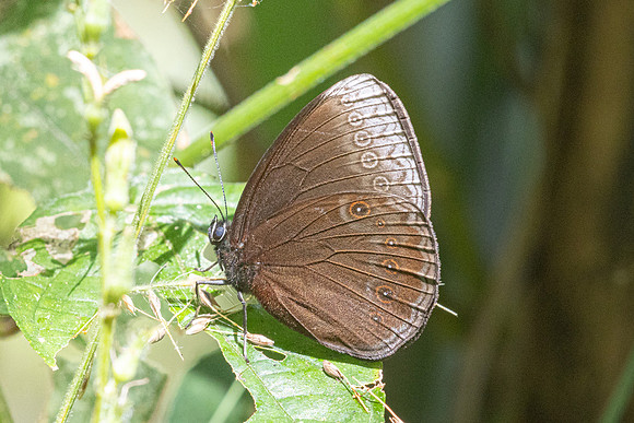 Mandarinia regalis baronesa--23 - Doi Suthep 1180m - 1/03/26