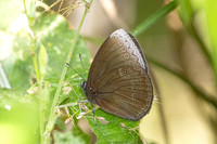 Mandarinia regalis--19 - Doi Suthep 1180m - 1/03/26