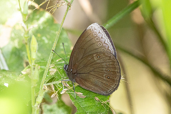 Mandarinia regalis--19 - Doi Suthep 1180m - 1/03/26