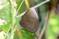 Mandarinia regalis--21 - Doi Suthep 1180m - 1/03/26