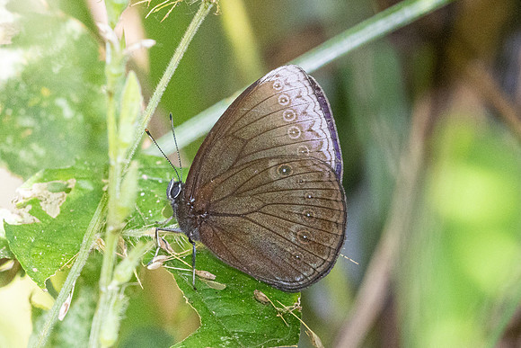 Mandarinia regalis--21 - Doi Suthep 1180m - 1/03/26