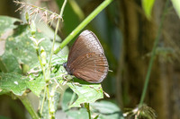 Mandarinia regalis baronesa--31 - Doi Suthep 1180m - 1/03/26