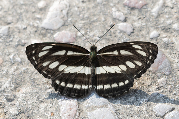 Neptis hylas-2754 - Mae Kampong waterfall - 18/02/26