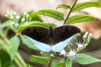 Cynitia cocytina puseda id---34 - Chulabhorn 10 (565 m) - 29/01/26