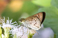 Halpe insignis