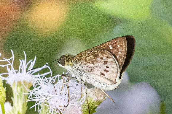 Halpe insignis--5- Chulabhorn 10 (565 m) - 1/02/26