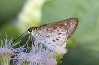 Halpe insignis--6 - - Chulabhorn 10 (565 m) - 1/02/26