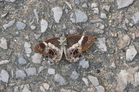 Simiskina phalena -2628 - Chiang Mai - 29/11/25