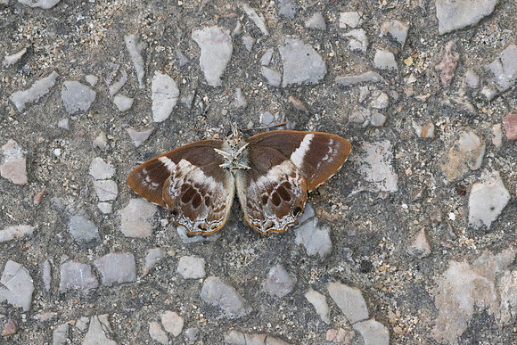 Simiskina phalena -2628 - Chiang Mai - 29/11/25