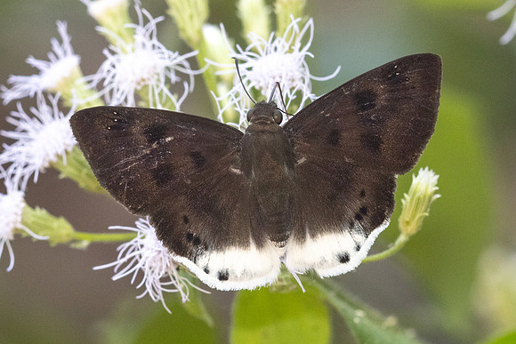 Tagiades parra -6423- Chulabhorn 10 (565 m) - 3/02/26