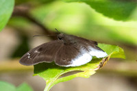 Tagiades lavata