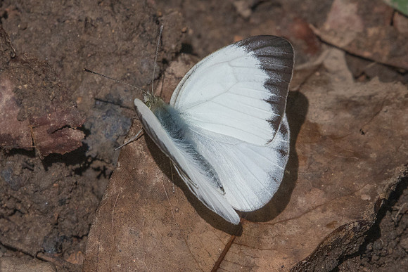 Cepora nerissa id--7953 - Chiang Dao - 14/11/23