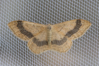 Idaea aversata L