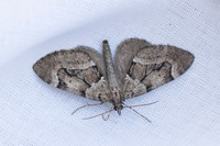 Lobophorodes sabinata-2232 - Briançon - 2/07/21