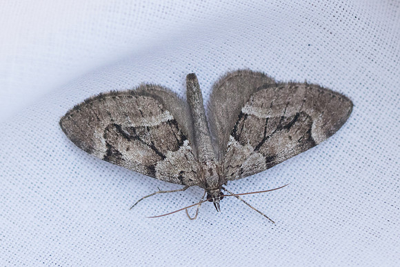 Lobophorodes sabinata-2232 - Briançon - 2/07/21