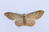 Idaea straminata