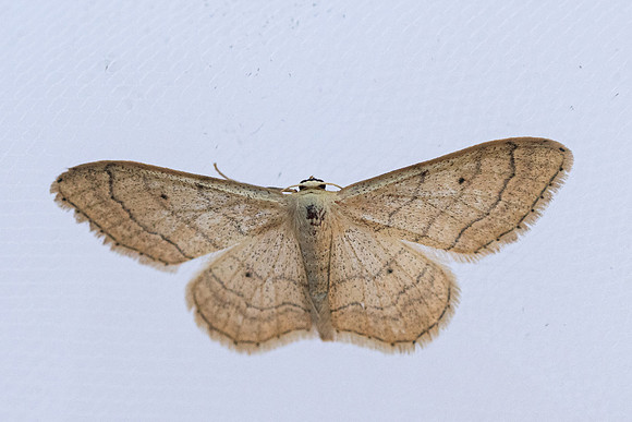 Idaea straminata-2204