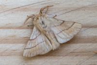 Malacosoma neustria-9653 - Frayssinet le Gelat - 24/06/23
