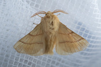Malacosoma neustria
