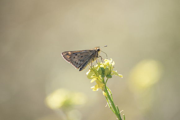 28102017-Hylephila phyleus-7