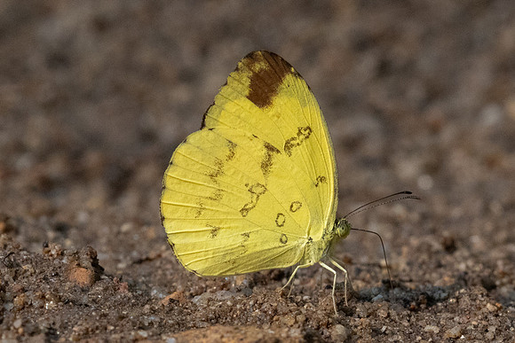 Eurema sp-2063