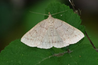 Zanclognatha lunalis
