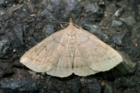 Zanclognatha lunalis-9865 - Frayssinet le Gélat - 25/06/23
