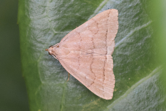 Herminia tarsipennalis-9679 - Frayssinet le Gélat - 24/06/23