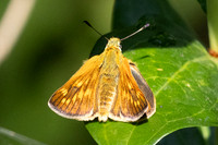 Ochlodes sylvanus ♀-5853 - Axat - 3/08/26