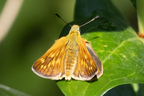 Ochlodes sylvanus ♀-5853 - Axat - 3/08/26