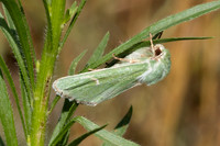 Calamia tridens