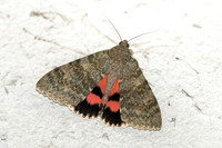 Catocala elocata