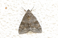 Catocala elocata-5577 - Bolquere - 2/08/26