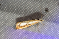 Catoptria permutatellus