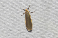 Eilema lurideola