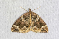 Eulithis prunata