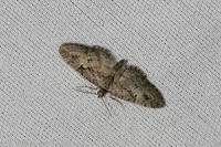 Eupithecia pusillata