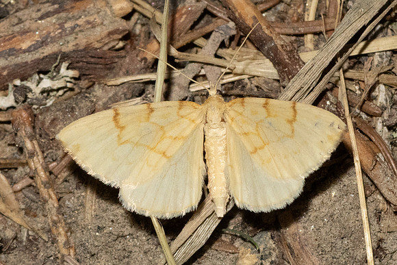 Gandaritis pyraliata-3593 - Bolquere - 28/07/26