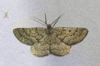 Gnophos obfuscata